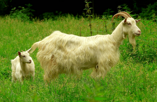 Saanen Goat Milk