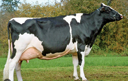 Dairy Cow Milk