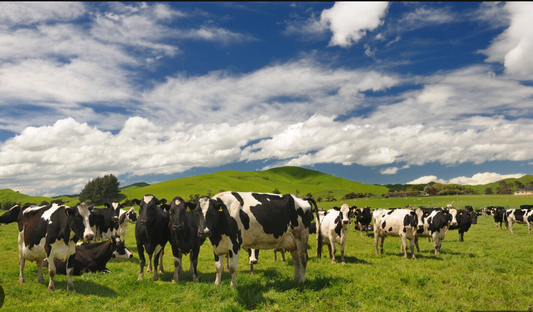 Dairy Cow Milk
