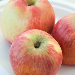 Ambrosia apple