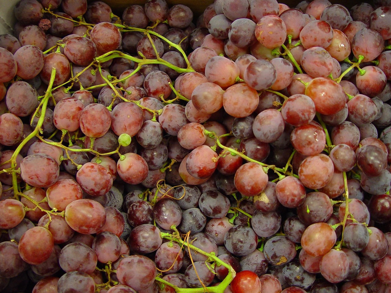 Red Globe Grapes