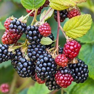 Blackberries